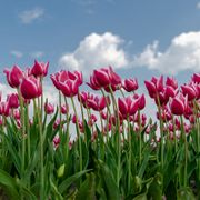 tour tulip fields - starts with us!